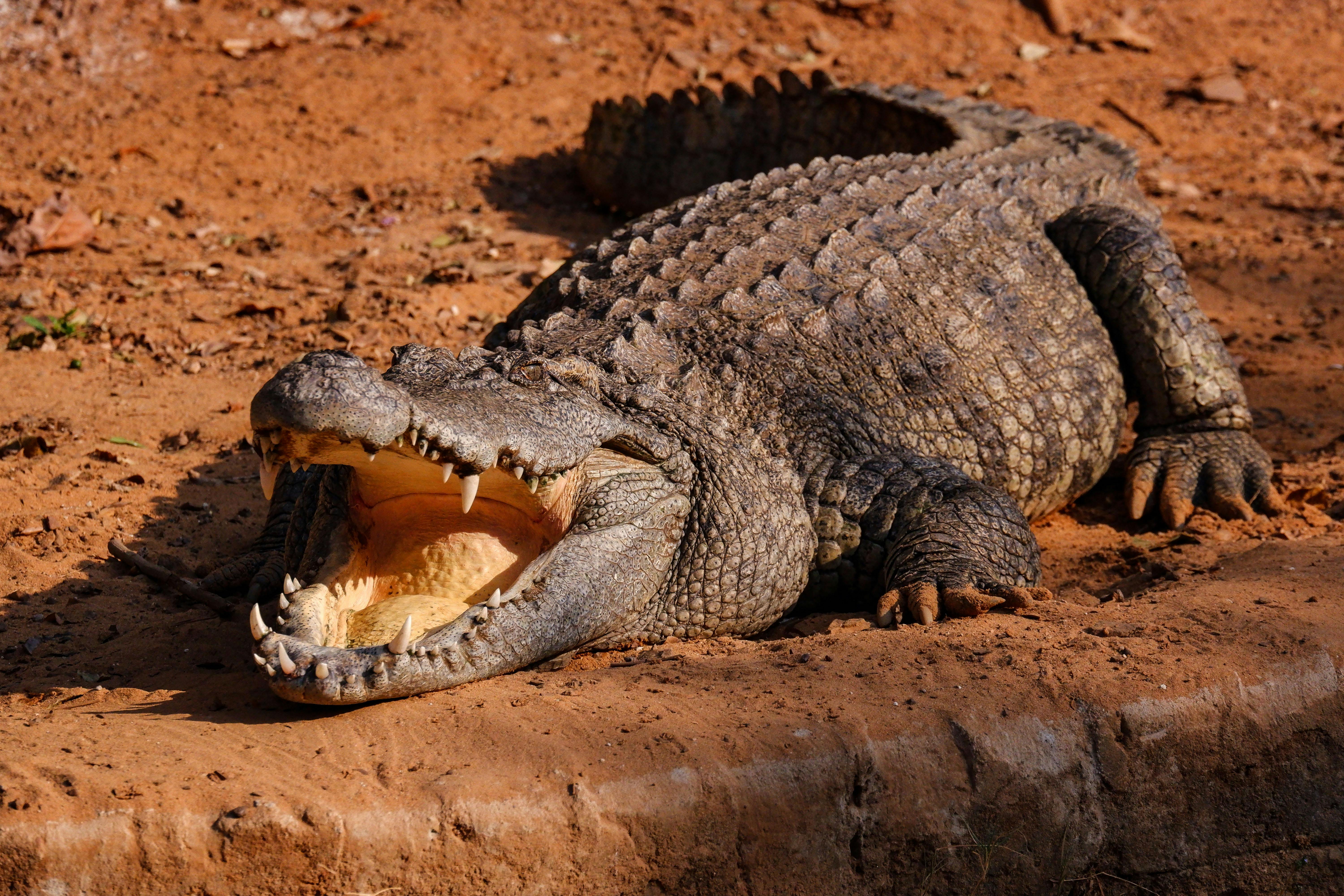 Alligator