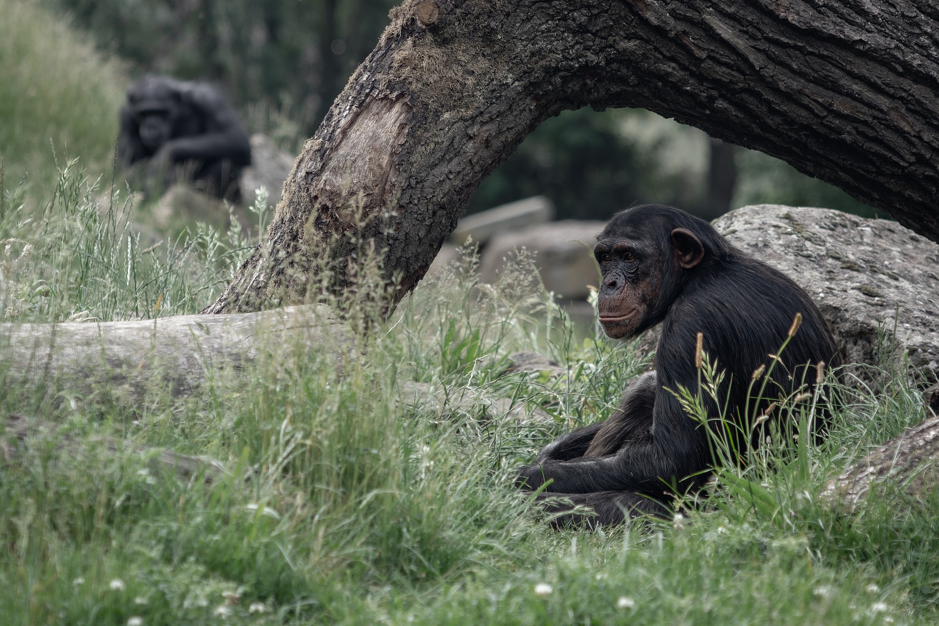 Image de l'habitat