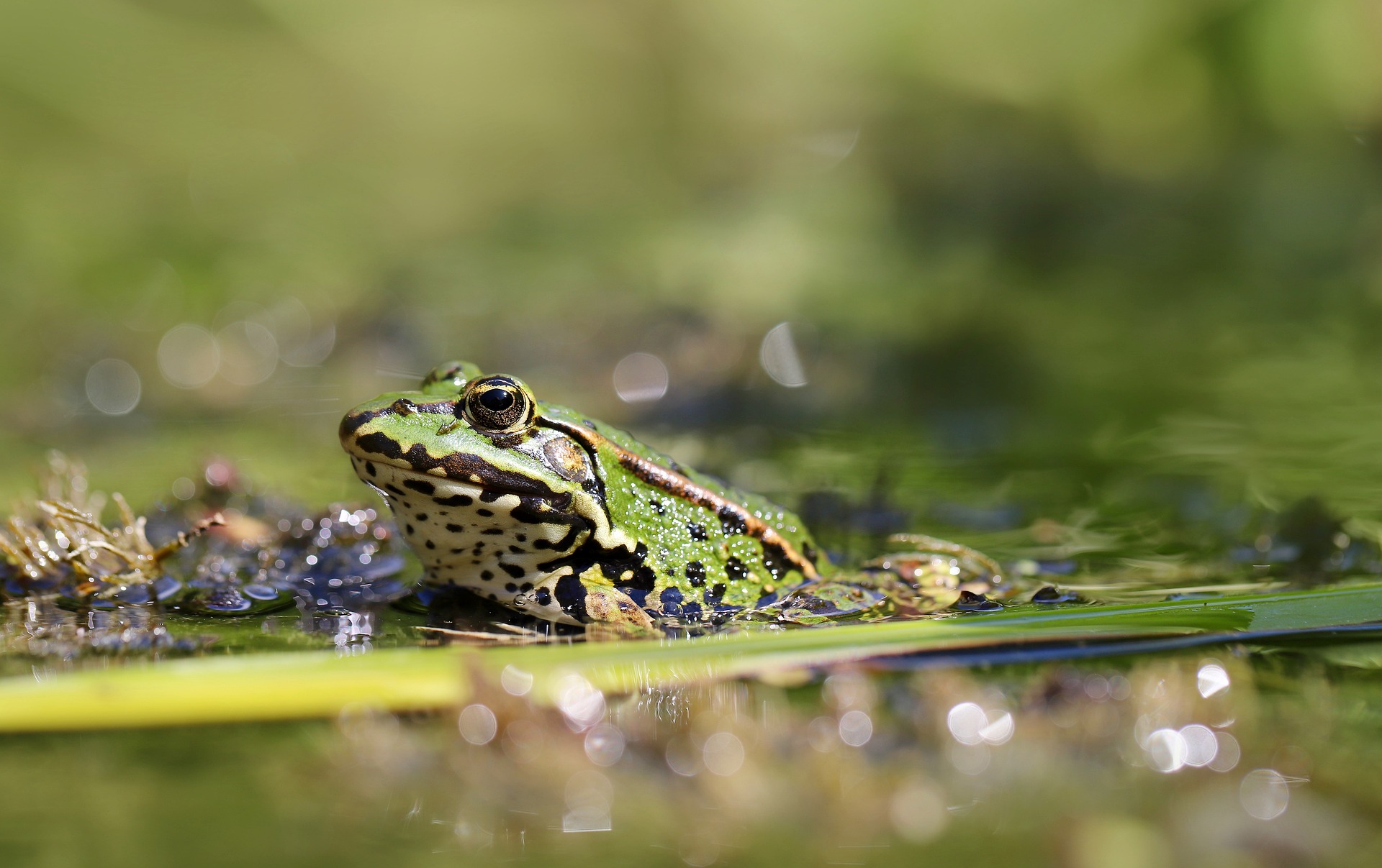 Image de l'habitat