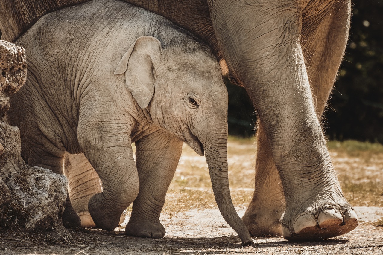 À propos du Parc Zoofari